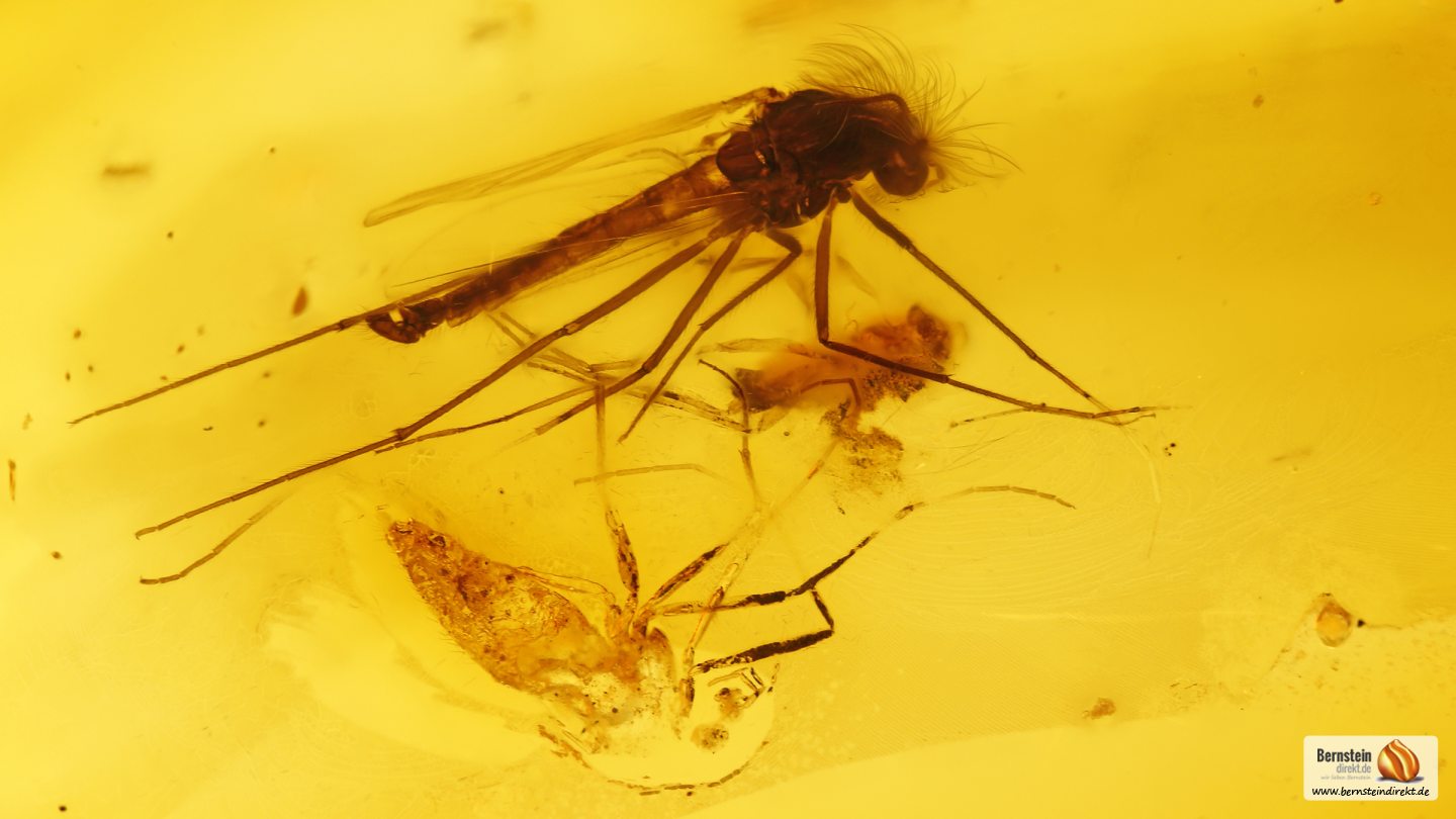 Pilzmücke als Inkluse, Mücke sowie weitere Einschlüsse im Baltischen Bernstein